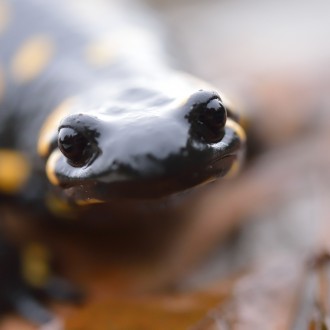 Tre Scattucci Alla Salamandra