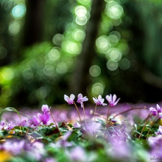 Ciclamini E Bokeh