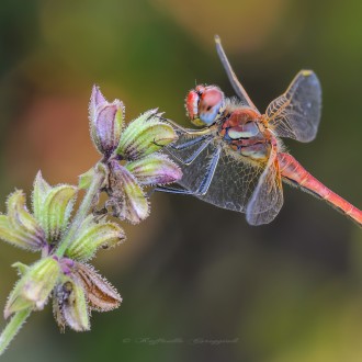 Sympetrum Fonscolombii