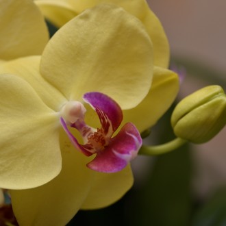 Orchidea