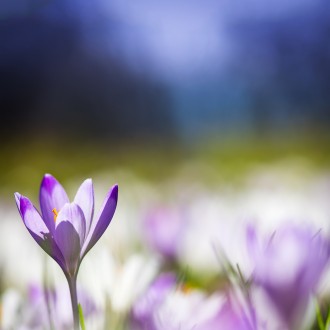 Crocus