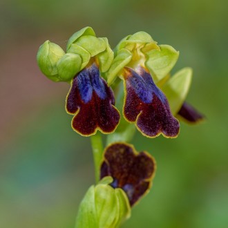 Ophrys Iricolor Subsp. Eleonorae