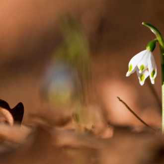 Leucojum Vernum