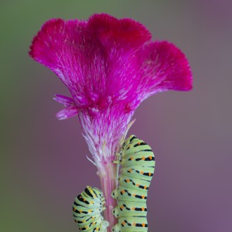 Caterpillar