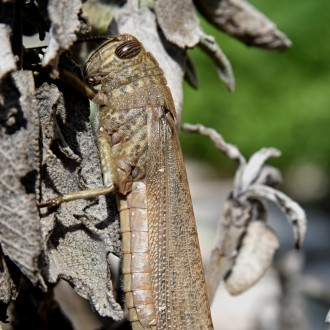 Locusta Vs Rosmarino