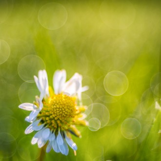 Bellis Perennis - Trioplan Mode