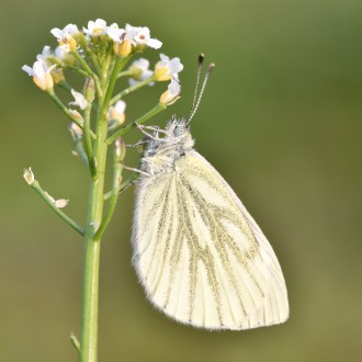 Pieris