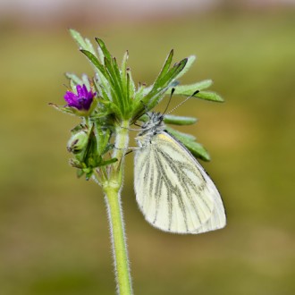 Pieris