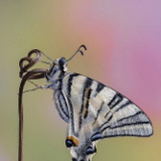 Iphiclides Podalirius (linnaeus, 1758)