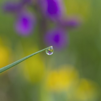 Riflessi Di Orchidea