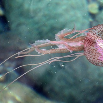 Pelagia Noctiluca