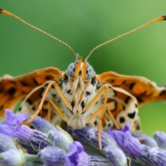 Melitaea Dydima