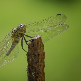 Libellula 1/2016