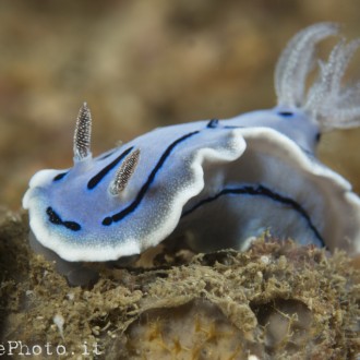 Nudibranco