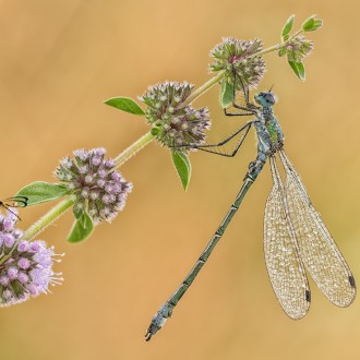 Lestes Dryas (kirby 1890)