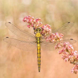 Orthetrum Cancellatum (linnaeus 1758)