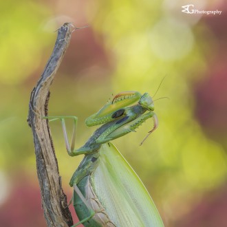 Mantis Attack