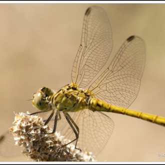 Prima Libellula