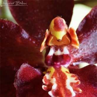 Orchidea Rossa