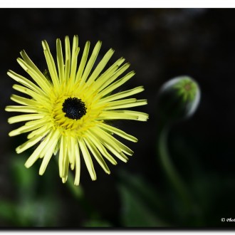 Giallo/nero (e Un Po Di Verde)