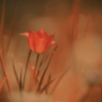 Tulipano Botanico