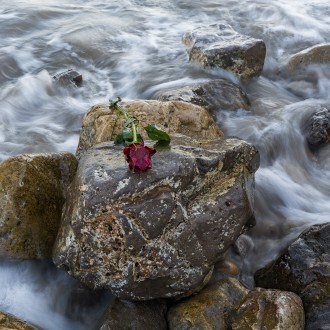 La Rosa Del Mediterraneo