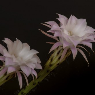 Fiori Di Cactus