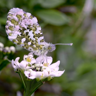 Anelito Di Primavera