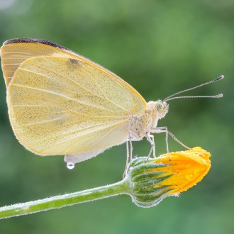 Pieris Rapae