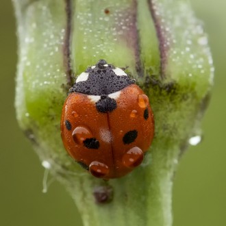 Coccinella