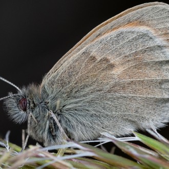 Coenonympha Pamphilus