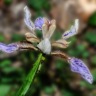 Iris Phoetidissima