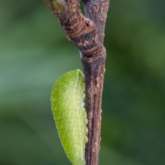 Iphiclides Podalirius