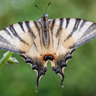 Iphiclides Podalirius