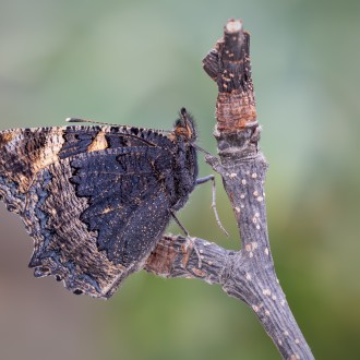 Aglais Urticae