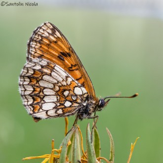 Melitaea Didyma