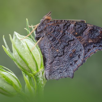 Aglais Io