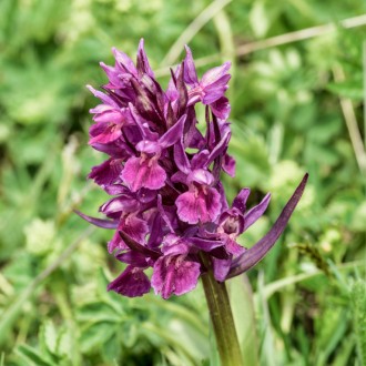 Orchideacee Dactylorhiza Sambucina