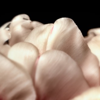Il Medesimo Tulipano