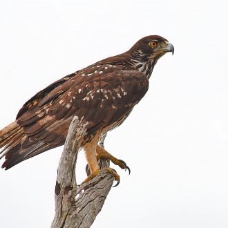 Aquila Africana