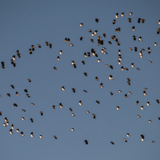 Pavoncelle In Volo