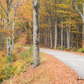 Autunno Nella Foresta Del Monte Penna