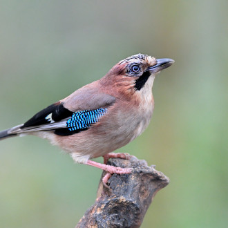 Garrulus Glandarius