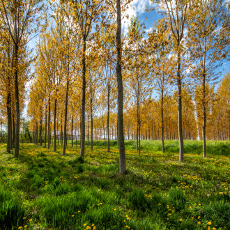 Tra I Pioppi A Primavera