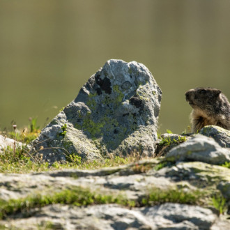 Alta Val Formazza Giugno 2022 - Marmotta - Nei Pressi Dei Laghetti Del Boden