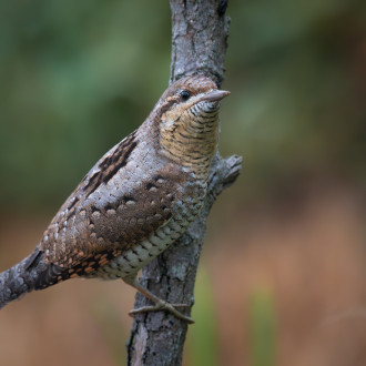 Torcicollo (jynx Torquilla)