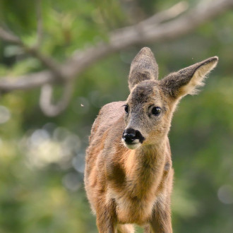 Capriolo