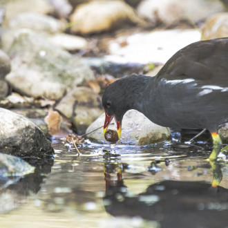 Un Boccone Inusuale Per La Gallinella