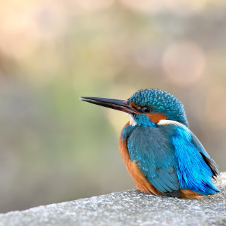 Un Martin Pescatore Al Sole...