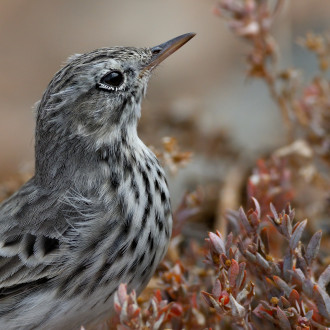 Anthus Pratensis